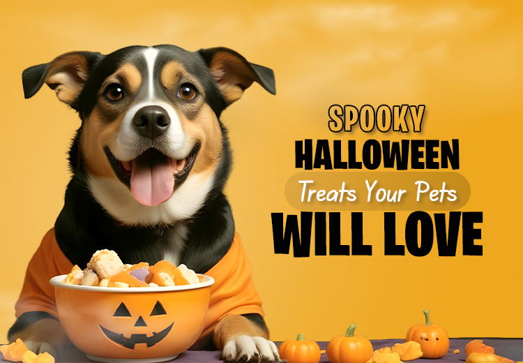 Spooky Halloween Treats Your Pets Will Love